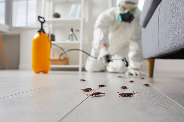 Affordable Termite Control solutions in Vardaman, MS